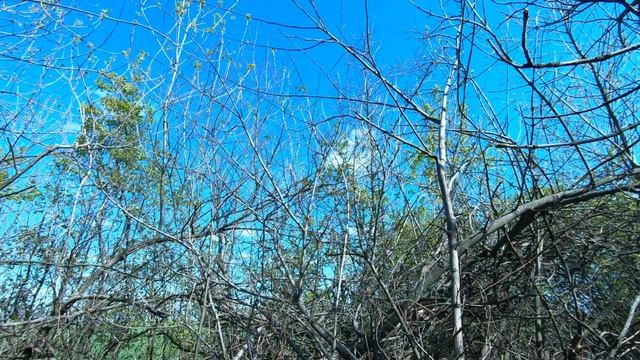 Bushcraft in log cabin: печь, камин, барбекю своими руками. Распил дуба и первая вкуснятина смотреть онлайн