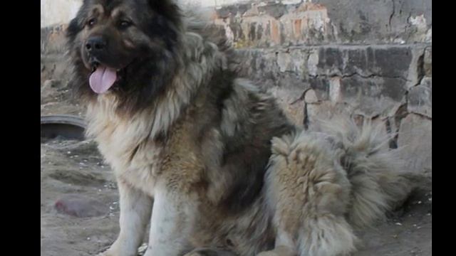 п к Из Столицы Украины .Дорогой Амулет Из Светлого Дома. смотреть онлайн
