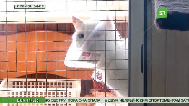 Новости 31 канала 4 марта 2022 г. смотреть онлайн