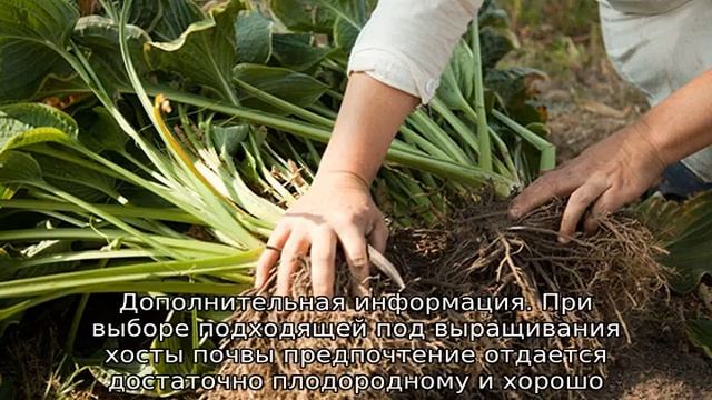 Хоста Мышиные ушки смотреть онлайн