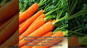 С чем сажать морковь на одной грядке