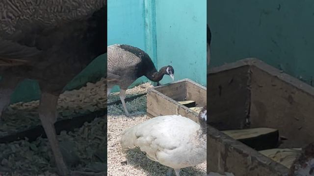 Павлины персики и камео, зима 2023г. смотреть онлайн