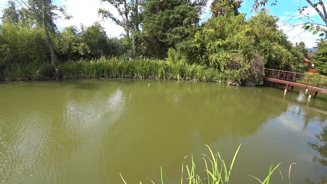 ОЗЕРО ДИВНОЕ. КРАСНОУХИЕ ЧЕРЕПАХИ. ЛАЗАРЕВСКОЕ . смотреть онлайн