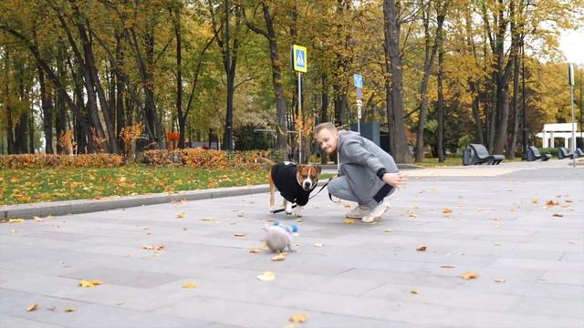 АМЕРИКАНСКИЙ СТАФФОРДШИРСКИЙ ТЕРЬЕР| все о породе| личный опыт владения породой АМ СТАФФ смотреть онлайн