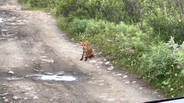 Ещё один лис на полуострове Средний. Вертит ушками. смотреть онлайн