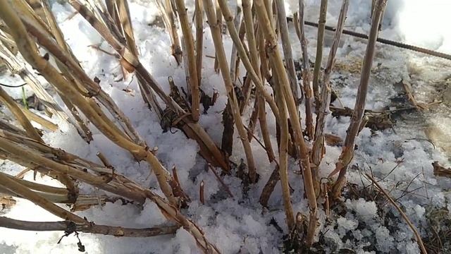 ОБРЕЗКА ДРЕВОВИДНОЙ ГОРТЕНЗИИ ВЕСНОЙ , РЕЗУЛЬТАТ ПРОСТО СУПЕР ???