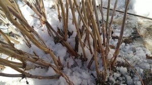 ОБРЕЗКА ДРЕВОВИДНОЙ ГОРТЕНЗИИ ВЕСНОЙ , РЕЗУЛЬТАТ ПРОСТО СУПЕР ???