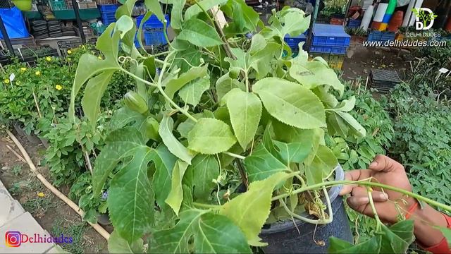 ये खुबसूरत फूलों वाली बेलें बालकनी और छत की रेलिंग पर लगाएँ । Flowering Creepers Balcony & Entrance смотреть онлайн