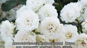 Роза Альба