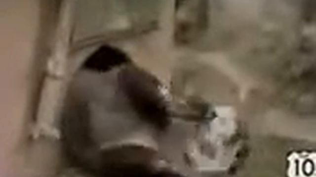 киса-мяу, собачки - гав- гав, прикольные животные наши надежные друзья. Кошки-эти смешные кошки смотреть онлайн