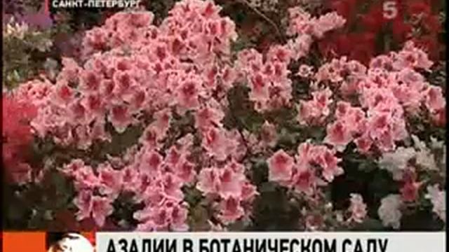Цветы азалии смотреть онлайн