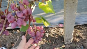 Виноград Геннадий (Писанка О. М.) Виноградник Король В. Н. 02.08.24г. т. +7(918) 62-41-3 07