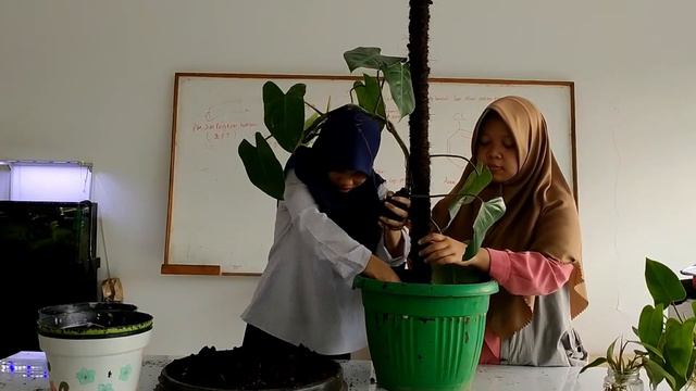 Repotting Phylodendron cantik elegan смотреть онлайн