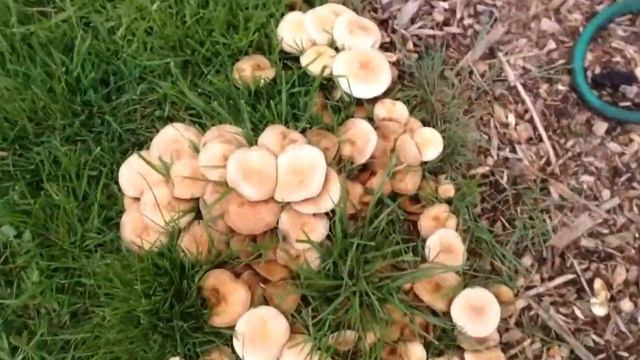 Mushroom identification смотреть онлайн