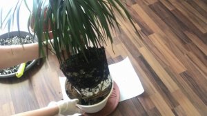 Пересадка взрослой Драцены. Готовим подходящий субстрат