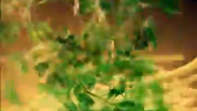Maggi_Springherbs.mpg смотреть онлайн