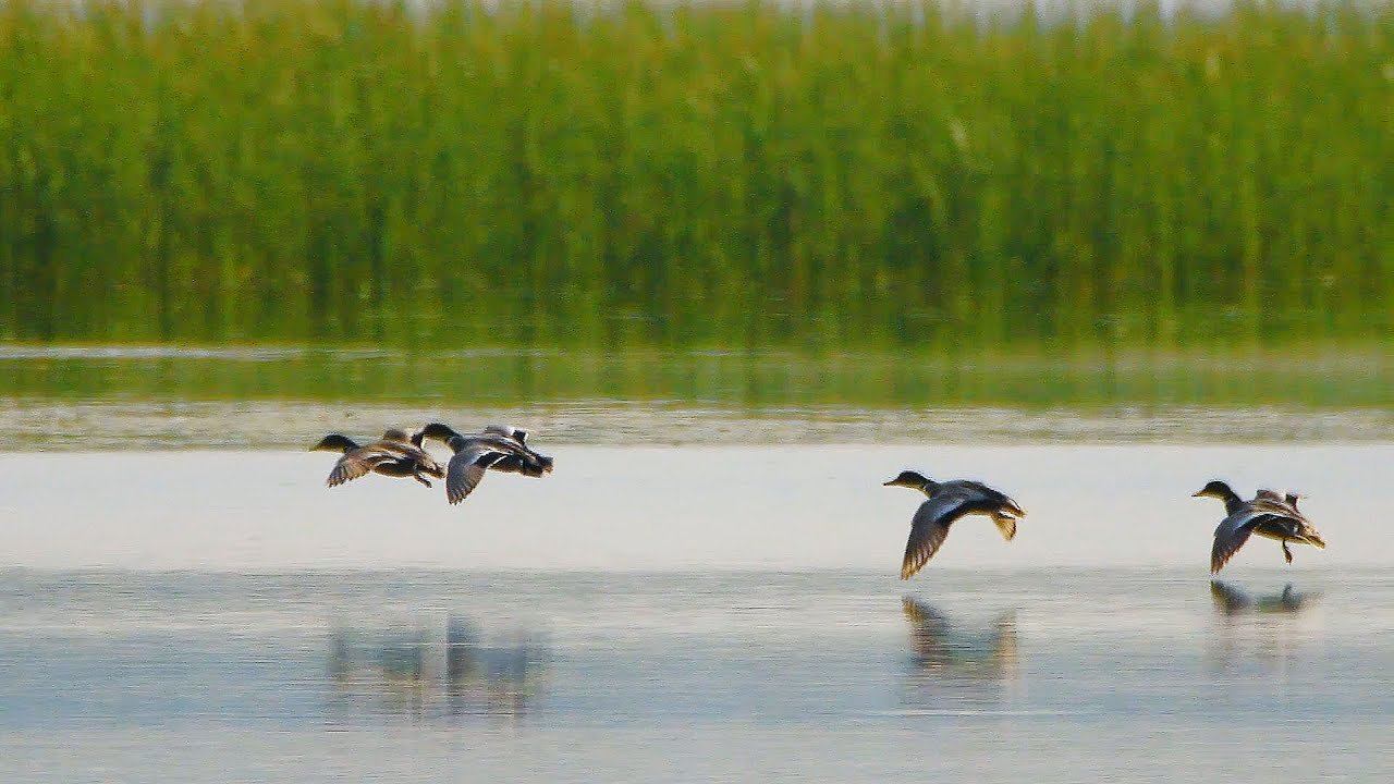 Касатка или косатый селезень (Mareca Falcata) | Film Studio Aves