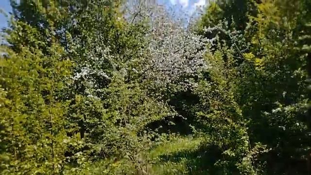 Жара!Пошёл гулять.#Дача#теплица#огород# смотреть онлайн