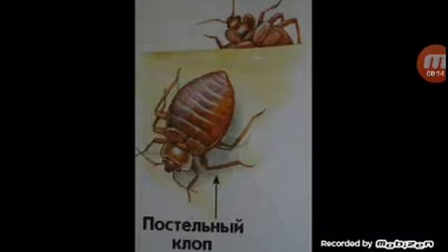 Всё о постельном клопе смотреть онлайн