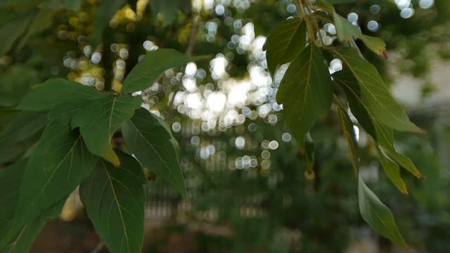 Panasonic GH2 + Zenitar 16mm