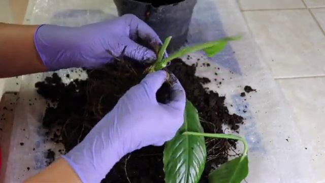 Rescatando esta Planta Cuna de Moises смотреть онлайн