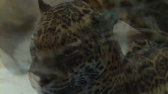 Black Jaguar Linus - Asian Elephant -  Puma - Munich Zoo - Tierpark  Hellabrunn