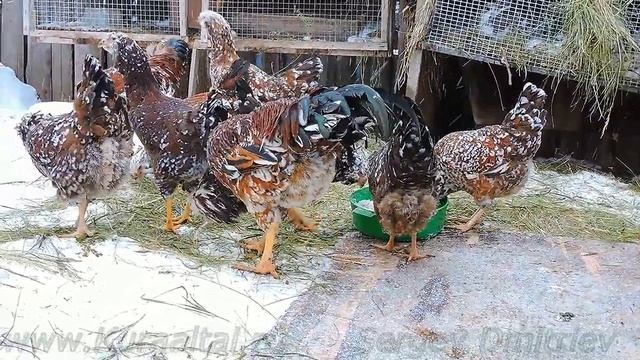 Russian Orloff Chickens орловские куры Tango смотреть онлайн