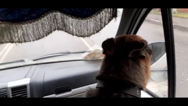 Приключения Багиры, поездка на прививку и в магазин. смотреть онлайн