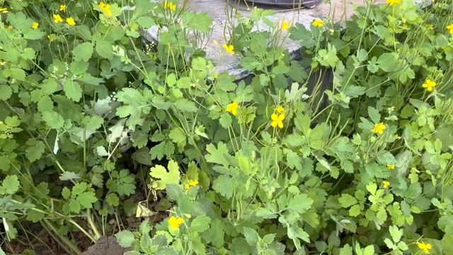 САЛЬМОНЕЛЛЕЗ МЕДОНОСНЫХ ПЧЁЛ.