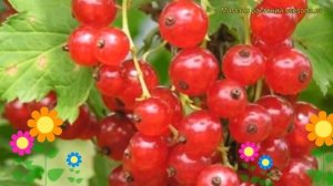 Смородина красная Натали. Краткий обзор, описание характеристик, где купить саженцы