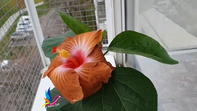 #Сеянец #сортового гибискуса 182(2) смотреть онлайн