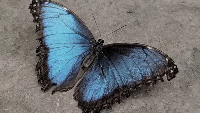 Rêver de papillon en Islam смотреть онлайн
