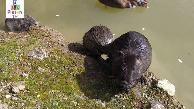 ● Отдых в Сочи на природе. Куда поехать? смотреть онлайн