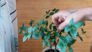 Гортензия с сада Виктория обзор