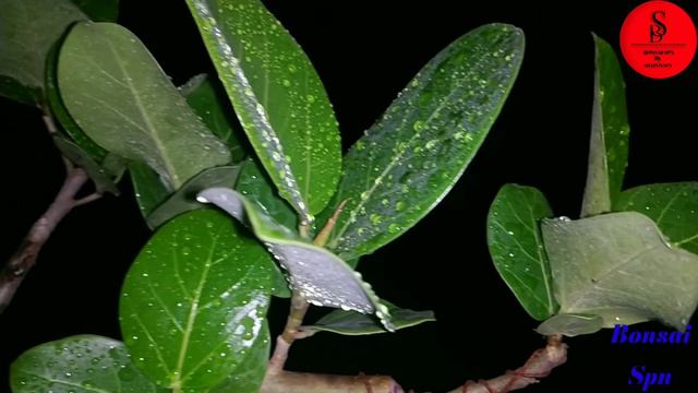 Banyan Bonsai Tree For Beginners смотреть онлайн