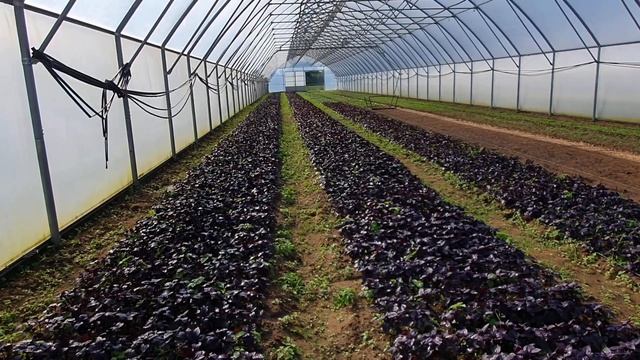 ПОЛИВ / ТЫКВА/ БАЗИЛИК/ смотреть онлайн