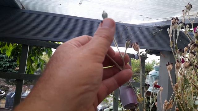 Silene Lychnis Coronaria 101: How to Deadhead Rose Campion for a Longer Bloom Time смотреть онлайн