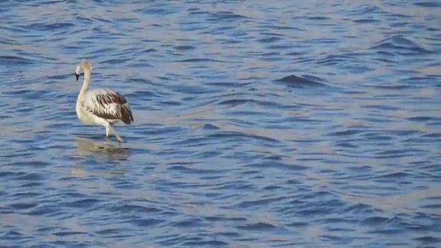 Там,где зимуют Фламинго...Phoenicopterus roseus смотреть онлайн