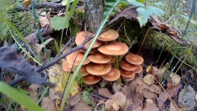 СБОР ГРИБОВ ОПЯТА-Собираем грибы опята в Иланском районе Красноярского края смотреть онлайн