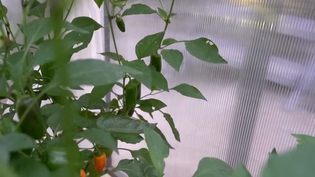 Дачные сезоны с Мариной Рыкалиной от 18 августа 2022 смотреть онлайн