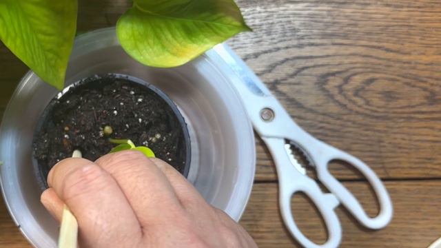 Multiply Your Pothos Without Spending a Dime | Propagating Pothos 3 Ways смотреть онлайн