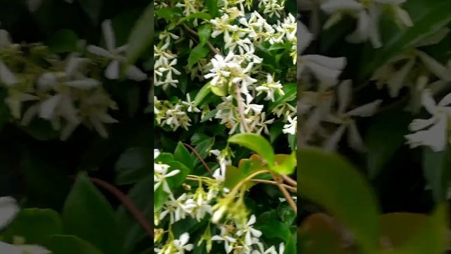 Жасмин самбак смотреть онлайн