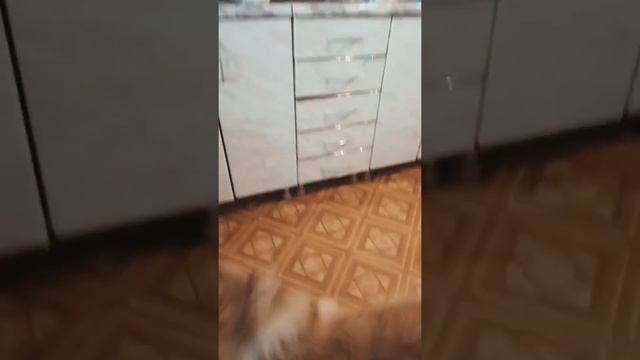 Учим команду "голос" шотландская овчарка Колли смотреть онлайн
