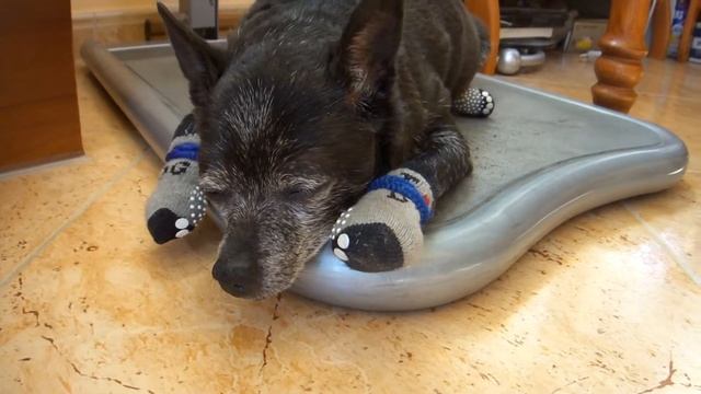 собака храпит во сне/dog snores in his sleep смотреть онлайн