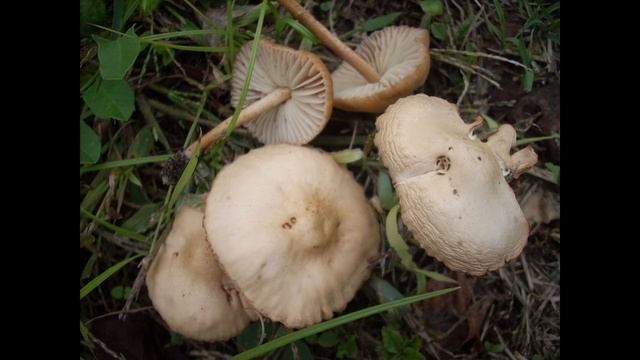 Mushrooms - Setas 5. Marasmius oreades (Senderuela) смотреть онлайн