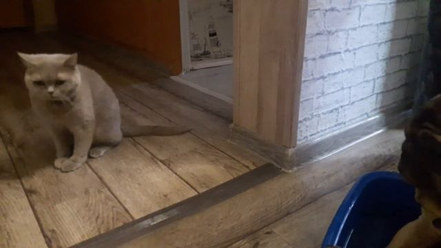 Полная дезинфекция/ Вирус нам не страшен!/Купаем мопса смотреть онлайн