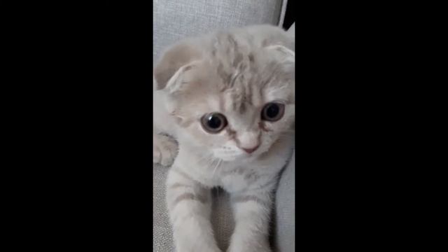 Глупенький котенок смотреть онлайн