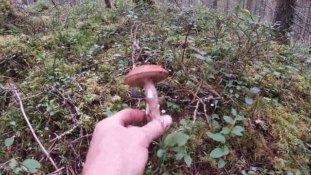 Белые и Подосиновики Среди Мха ! Много Грибов в Лесу на Буграх и Низинках ! Грибы 2020 ! Сентябрь смотреть онлайн