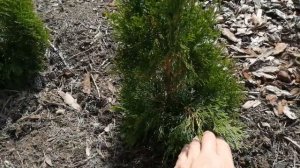 Туя Смарагд - как приростает!