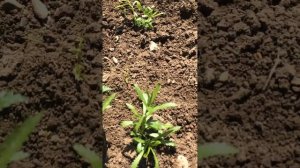 Тысячелистник ПТАРМИКА (высадка рассады на грядку)4.05.23 выращивание из семян